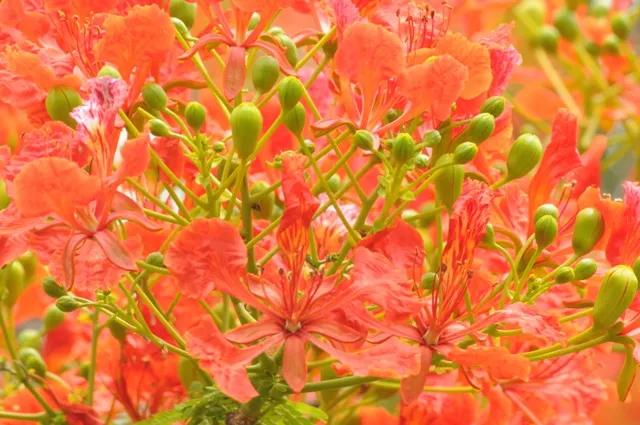 RAJ_2582