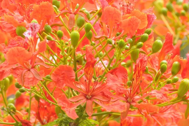 RAJ_2583