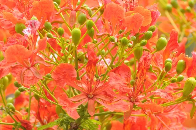 RAJ_2584