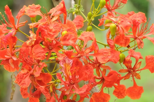 RAJ_2595