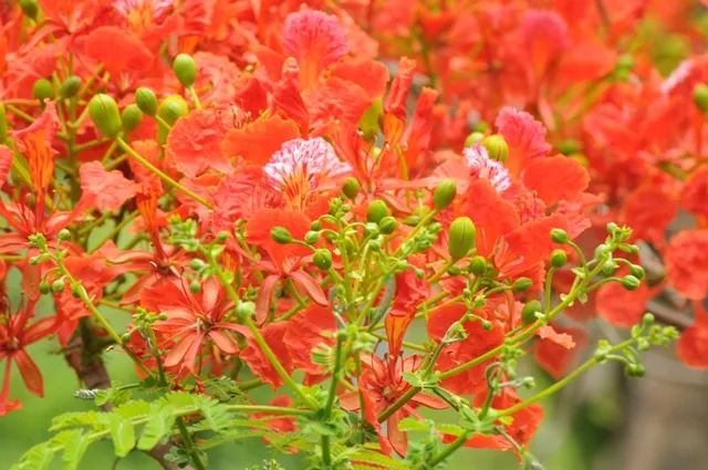 RAJ_2599