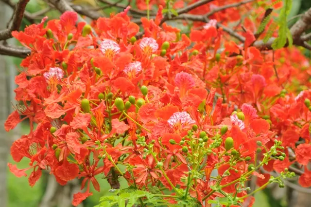 RAJ_2603
