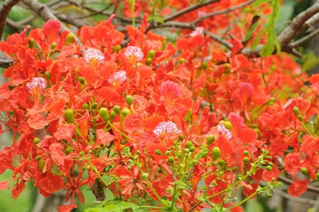RAJ_2607