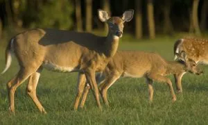 THE PREGNANT DEER 1