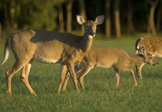 THE PREGNANT DEER 1