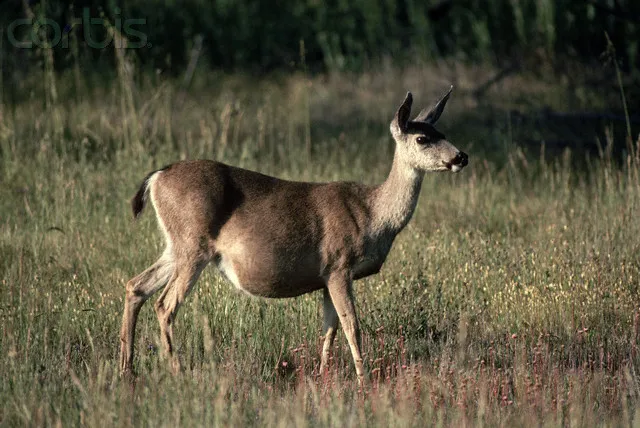 Pregnant Mule Deer
