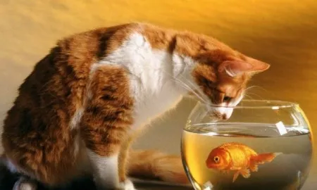 Very Emotional Funny Quote On Attachment