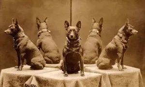 Dogs Surrounded It From All Sides