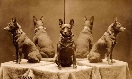 Dogs Surrounded It From All Sides