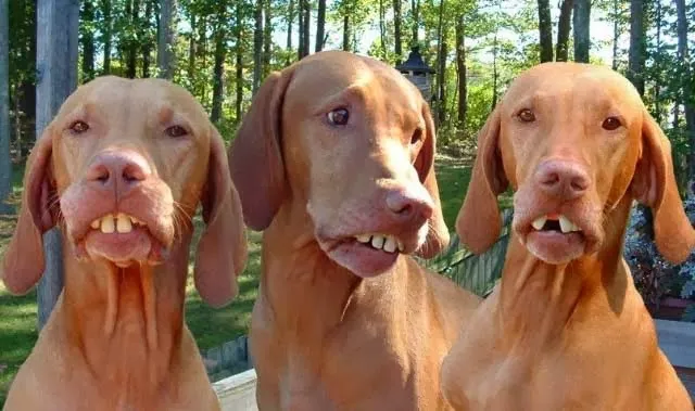 funny question and answers about animals