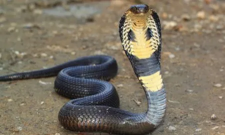 Cobra