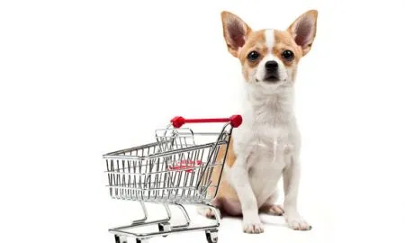 Dog To Shop