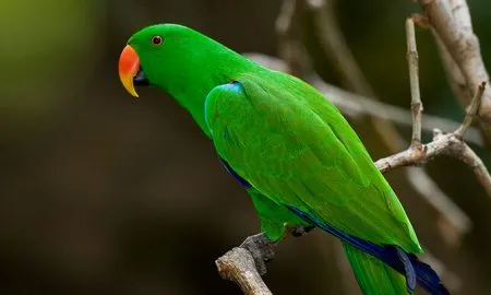 Daughters Are Like Parrots