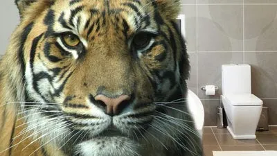 Tiger In The Toilet