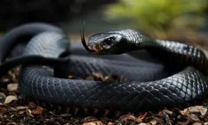 Black Poisonous Cobra