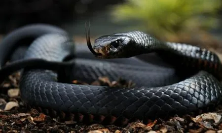 Black Poisonous Cobra