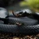 Black Poisonous Cobra
