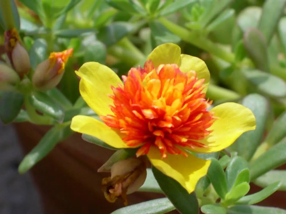 flowers (1)