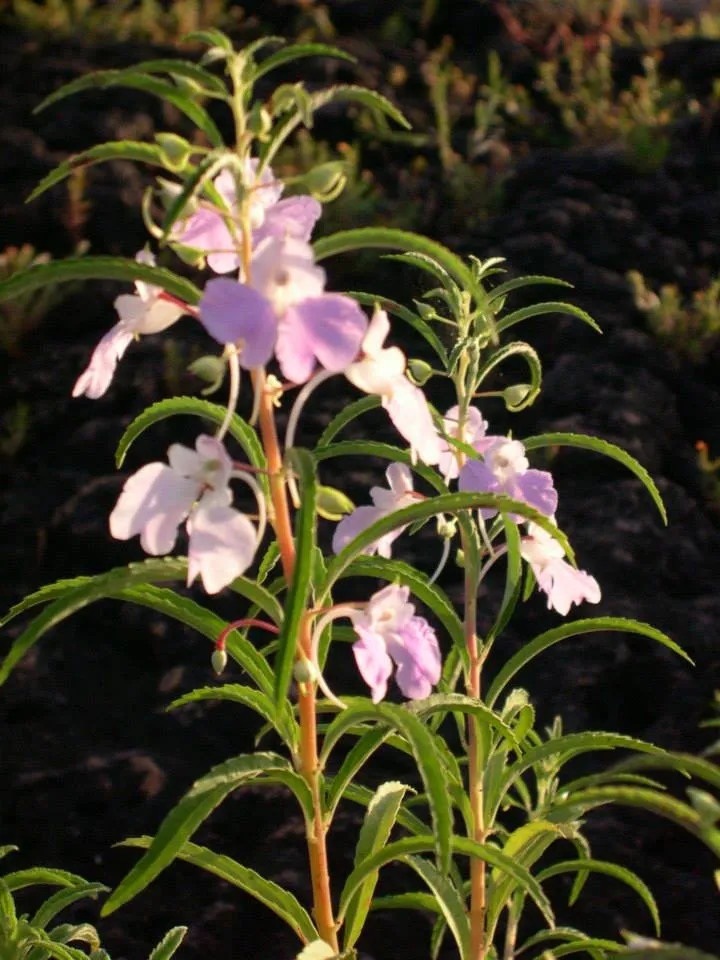 flowers (10)