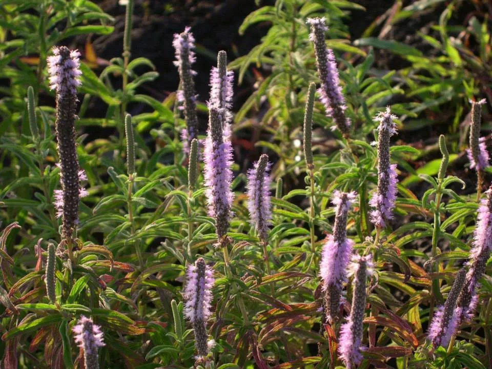 flowers (2)