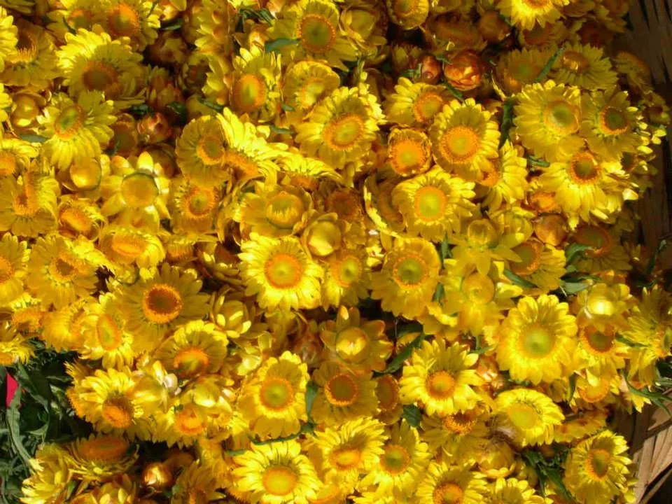 flowers (3)