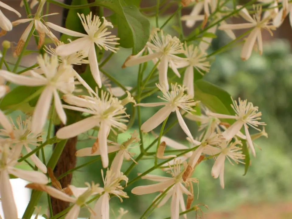 flowers (4)