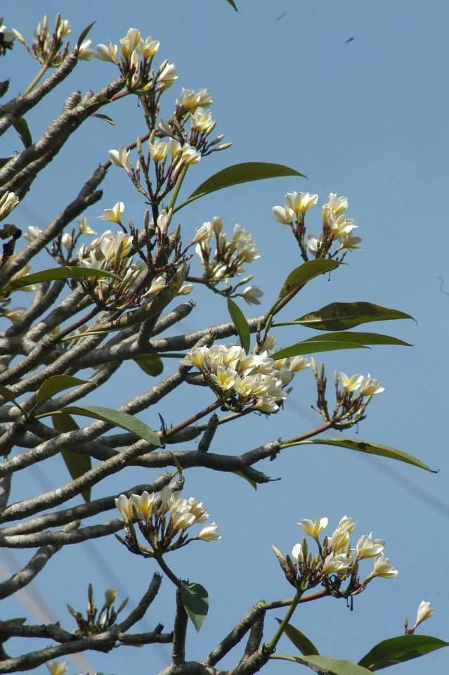 flowers (5)