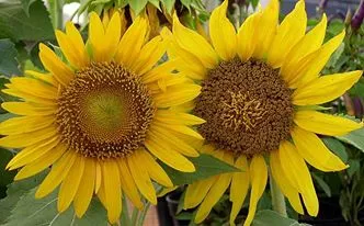 flowers (7)