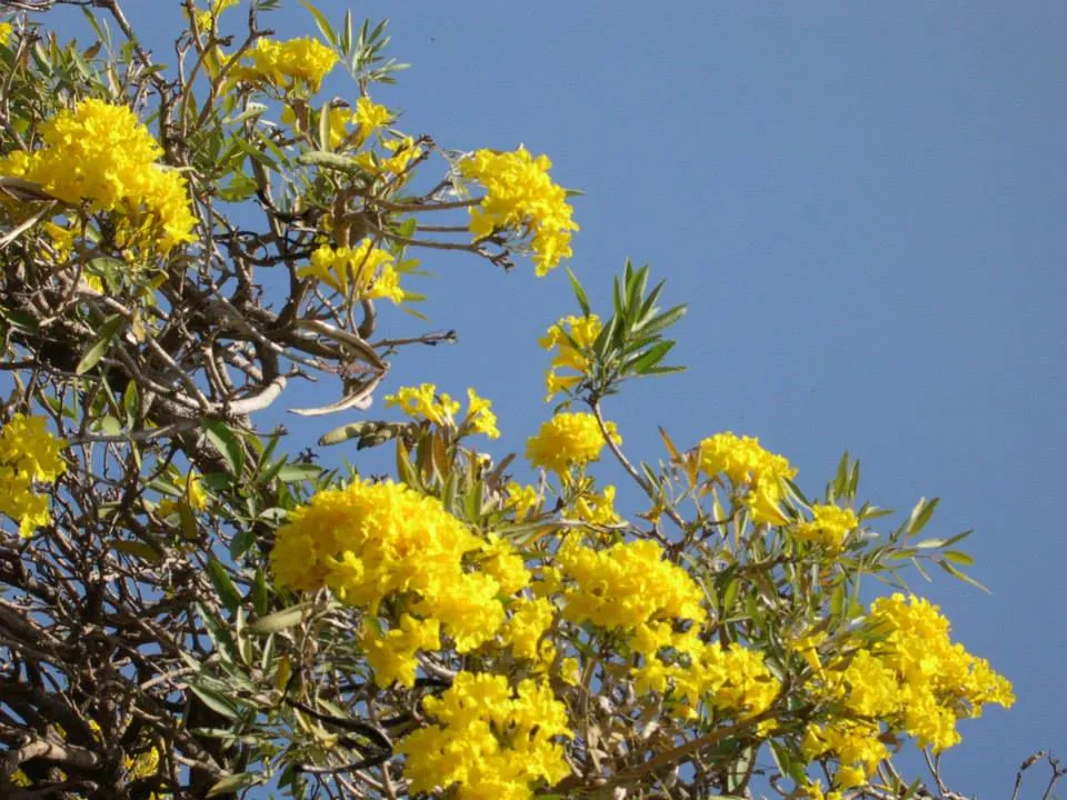 flowers (8)
