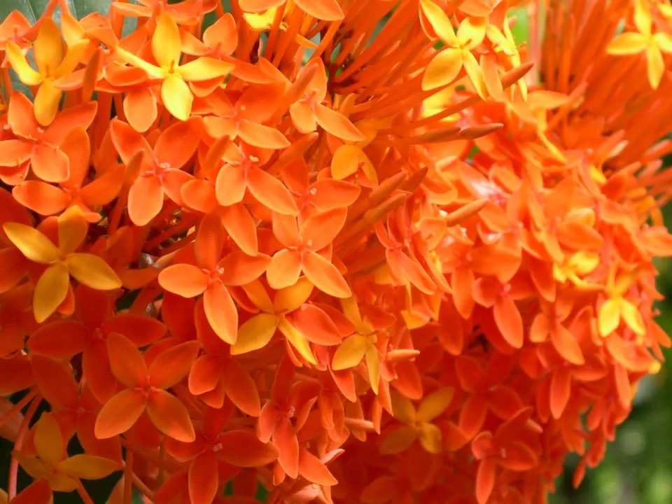 flowers (9)