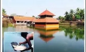 The Vegetarian Crocodile