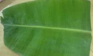 Banana Leaf