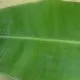 Banana Leaf