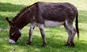 Donkey