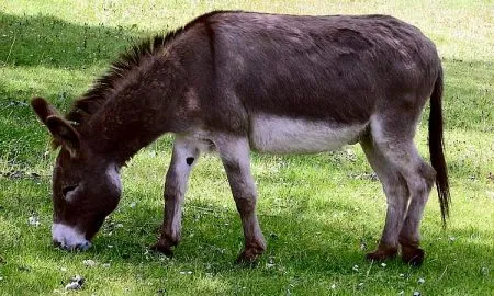 Donkey