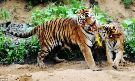 Hungry Tiger
