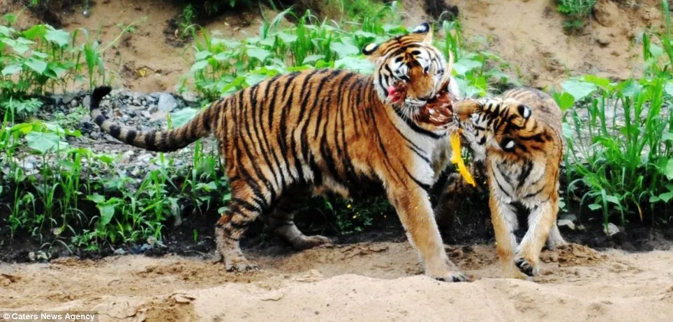 hungry-tiger