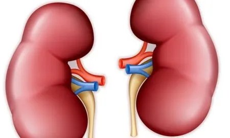 Kidneys