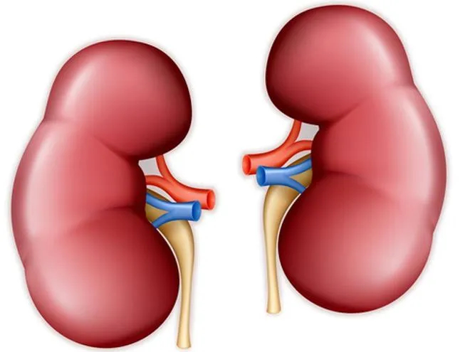 kidneys