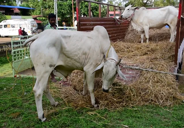 ongole-1-4