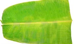Banana Leaf