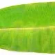Banana Leaf