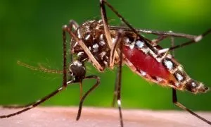 Dengue Mosquito