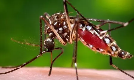 Dengue Mosquito
