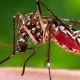 Dengue Mosquito