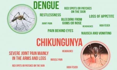 Dengue And Chikungunya