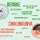 Dengue And Chikungunya