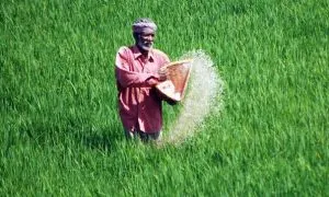 Fertilizer Subsidy
