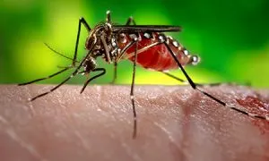 Zika Virus