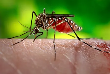 Zika Virus